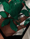 Matcha Mood Set image 4